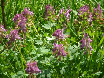 Corydalis solidaVingerhelmbloem bestellen